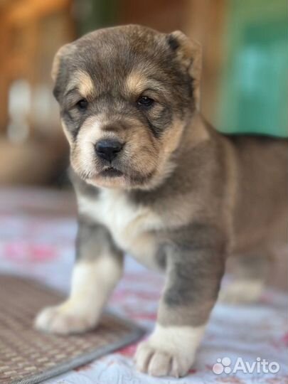 Щенки чистокровных алабаев