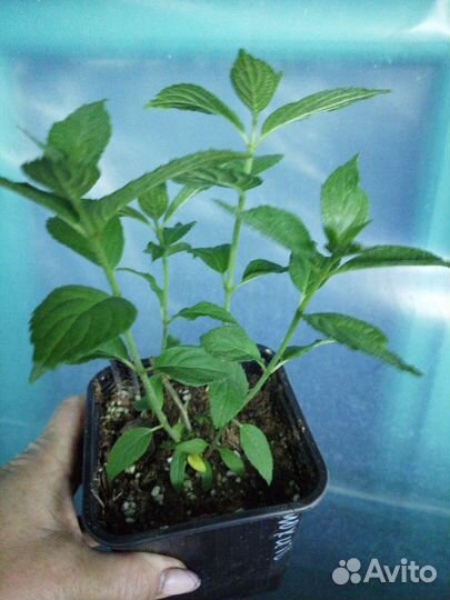 Гортензия метельчатая Мохито