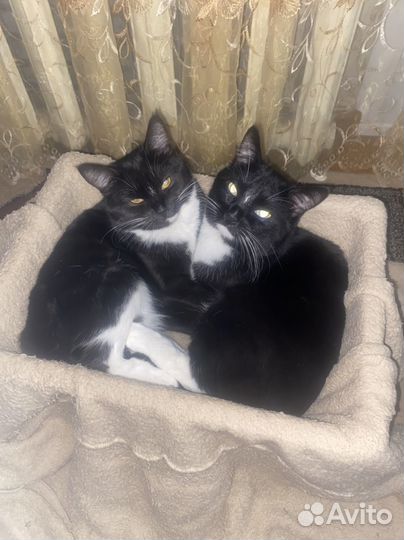 Кошка и котик