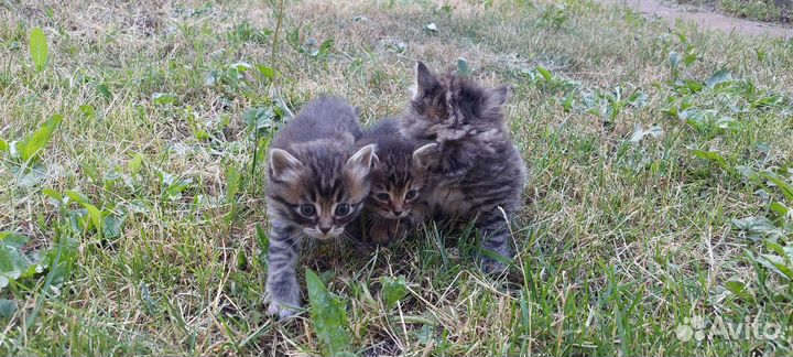 Отдам котят в добрые руки