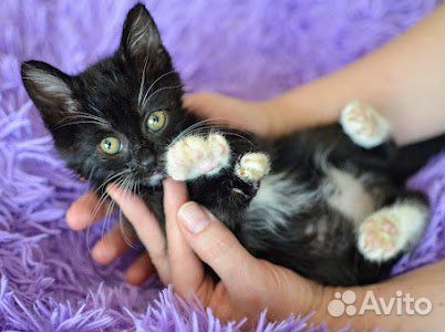 Котенок девочка