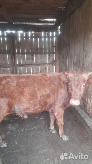 Телята бычки