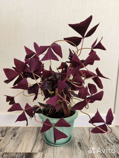 Комнатные растения цветы Оксалис Кислица бабочка