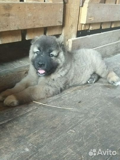 Щенки кавказской овчарки