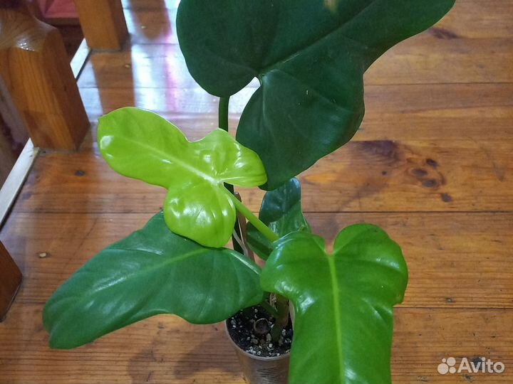 Домашние цветы