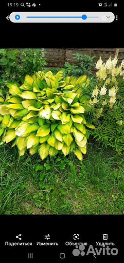 Хоста растение