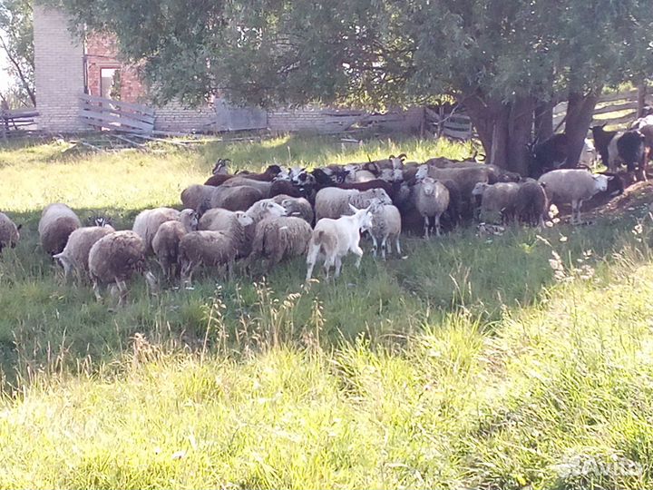 Продажа баранов и овец