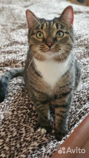 Кот Михаил (5 лет)