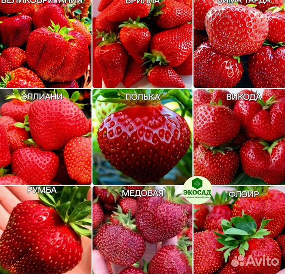 Саженцы клубники 84 сорта в наличии