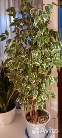 Фикус бенджамина пестролистный