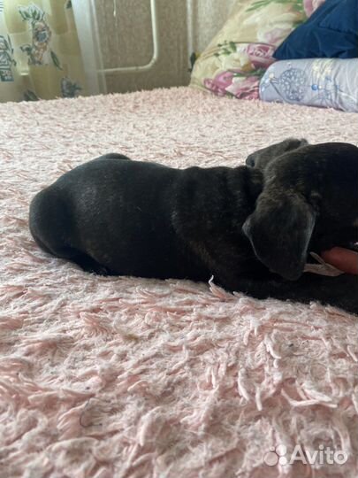 Щенки французкого бульдога