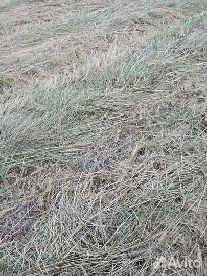 Сено в тюках