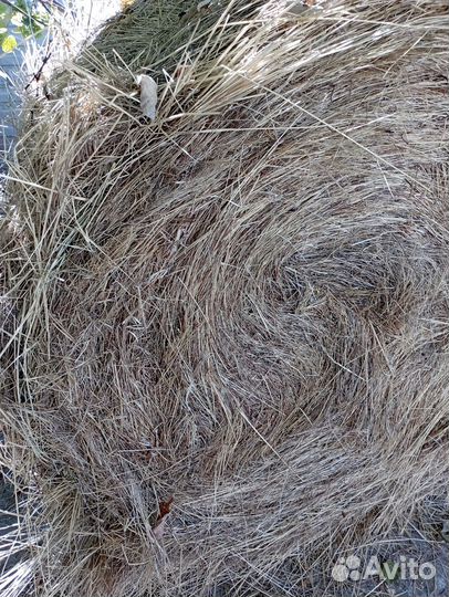 Сено в тюках