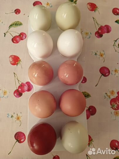 Домашние куриные яйца