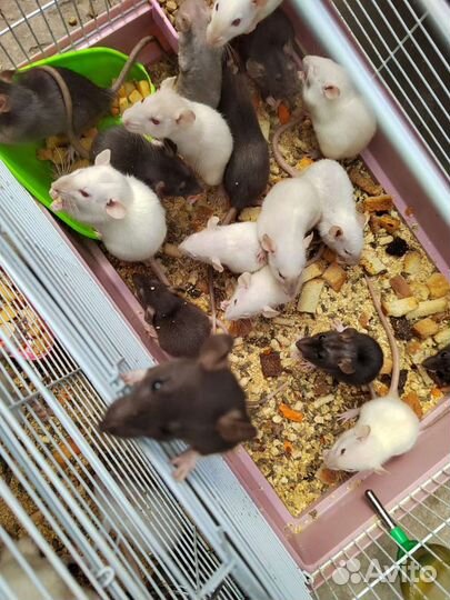 Крысы дамбо