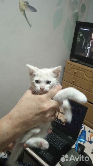 Кошечка в добрые руки