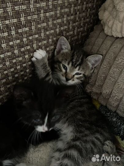 Котики в добрые руки