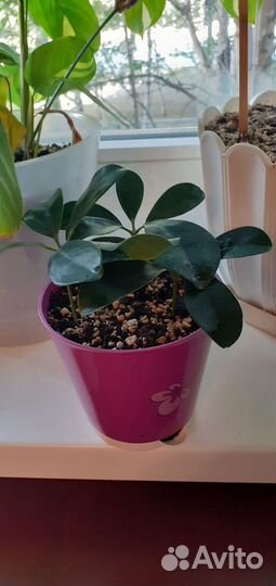 Комнатное растение Шефлера