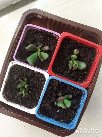 Крассула хоббит