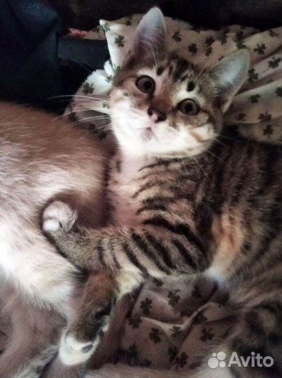 Кошечка в дар