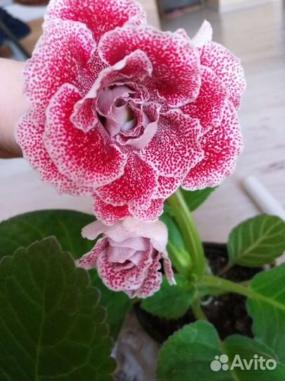 Глоксиния цветущая махровая