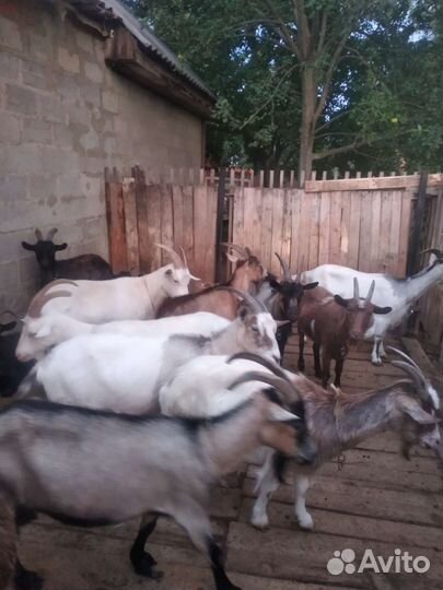 Козье молоко