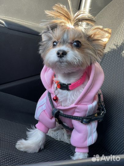 Девочка мини бивер ищет мальчика для вязки