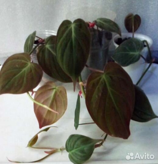 Филодендрон эпипремнум сциндапсус (часть 1)