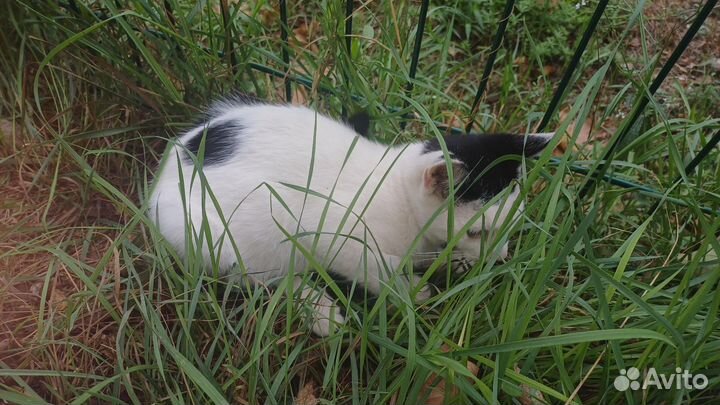 Котята в добрые руки бесплатно