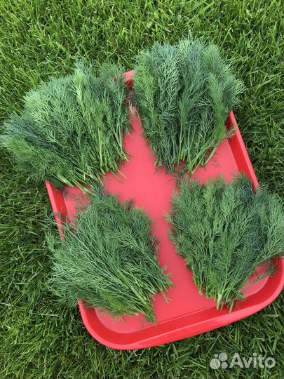 Укроп зелень