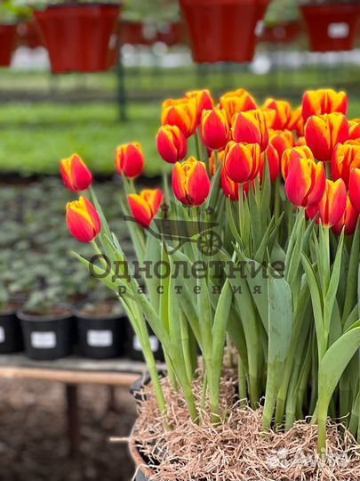 Тюльпаны от производителя