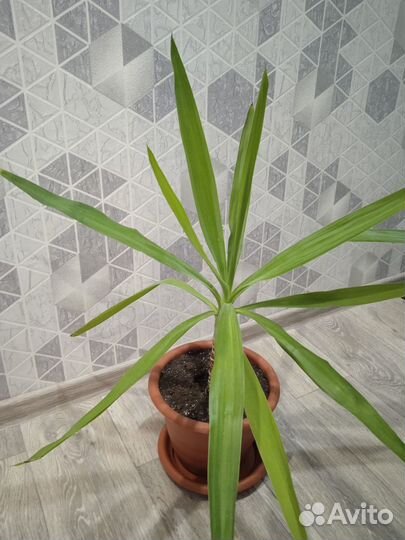 Пальма юкка