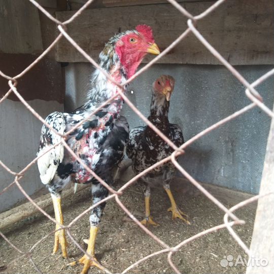 Инкубационное яйцо декоративных птиц