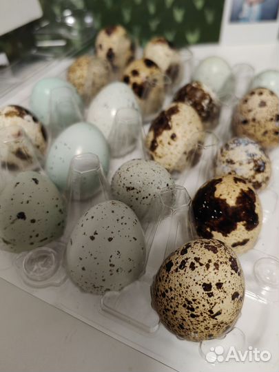 Яйца перепелиные