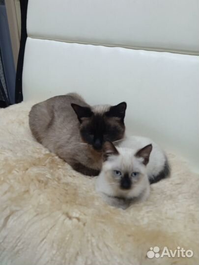 Продам сиамских котят