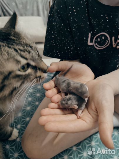 Крыса дамбо