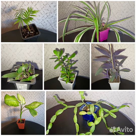 Цветы комнатные