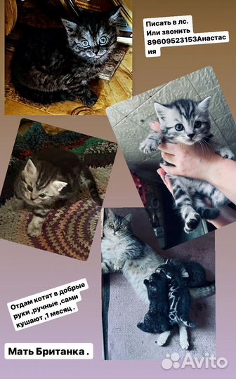 Котята в добрые руки 1 месяц