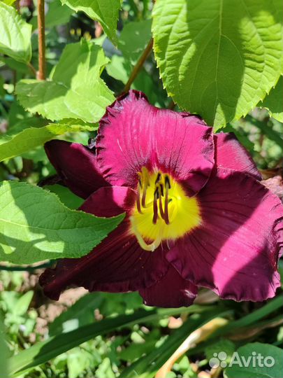 Многолетние цветы