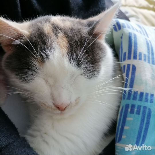 Отдам кошку в добрые руки