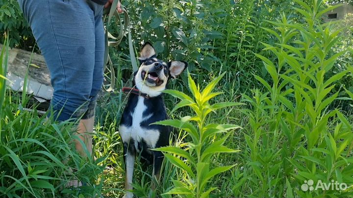 Жужа в самые лучшие руки