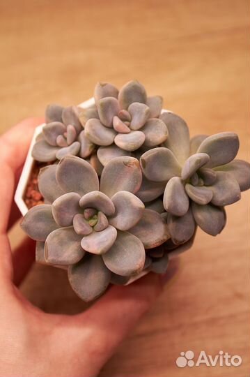 Суккуленты 1