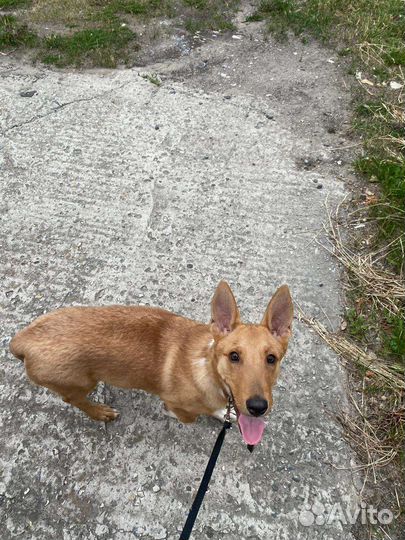 Маленькая собака, мальчик в добрые руки