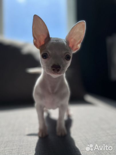 Щенок чихуахуа мини