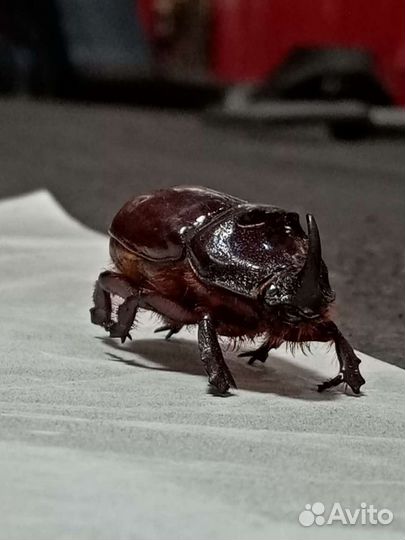 Жук носорог