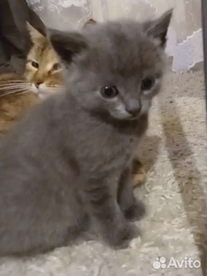 Кошки