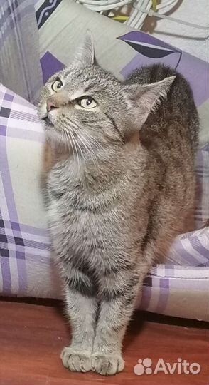 Кошка ласковая