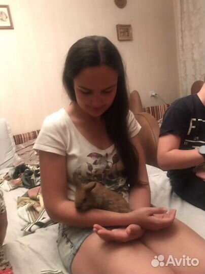 Ручной нежный крольчонок