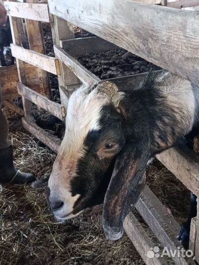 Нубийский козел