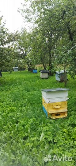 Улей с пчелами